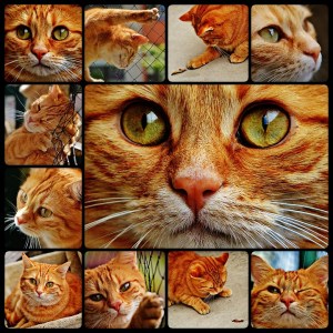 Mackerel Cuddly Red Cute Cat Sweet Collage Tiger
