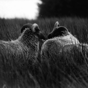 Girl Ray Dont Go Back At Ten artwork SMALL