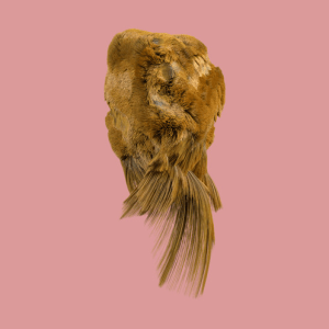 Screen Shot 2017-08-05 at 11.26.09